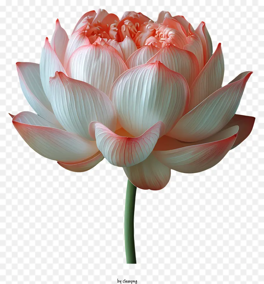 Flor De Lótus，Cor De Rosa Lotus PNG