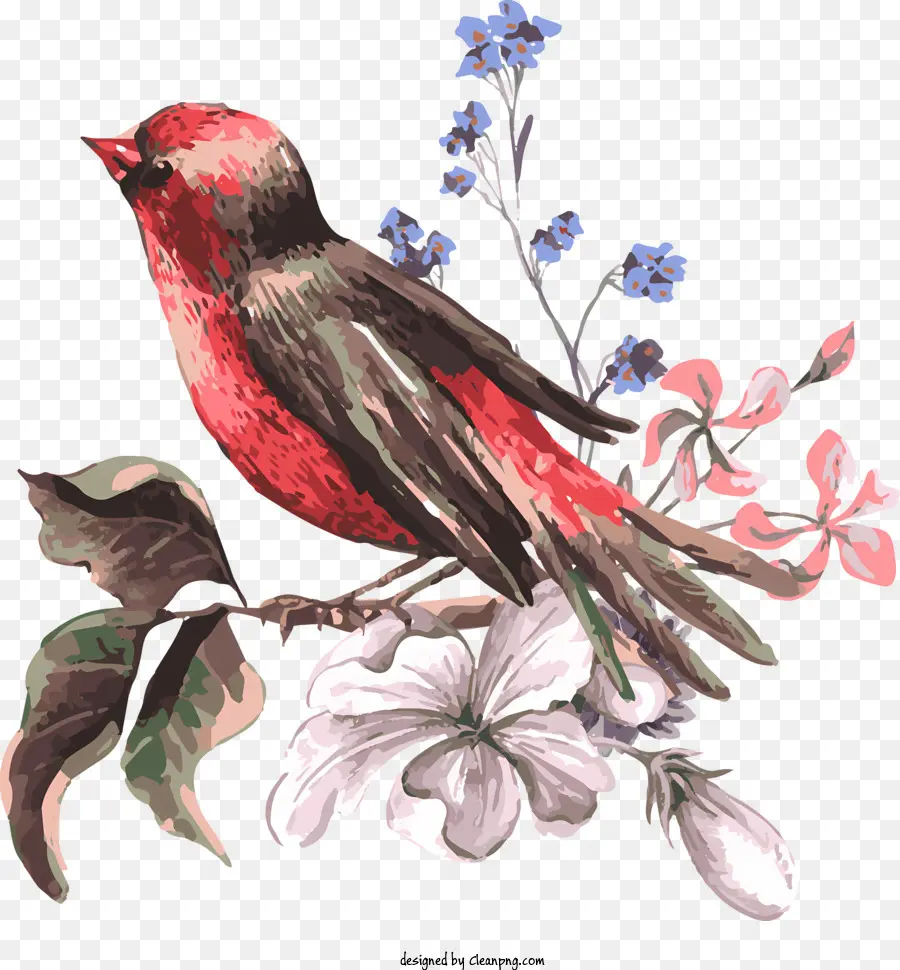Aves，Pássaro Vermelho PNG