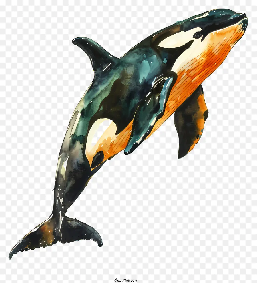 Baleia Assassina，Baleia PNG