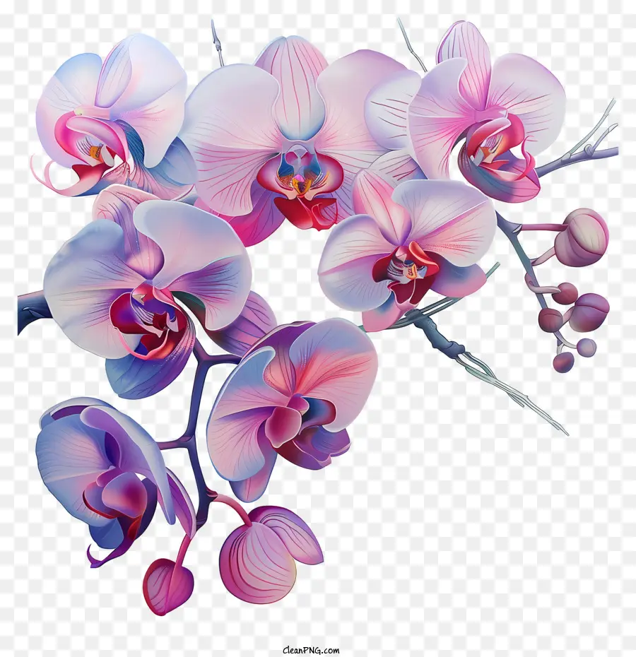 Dia Da Orquídea，Orquídeas PNG