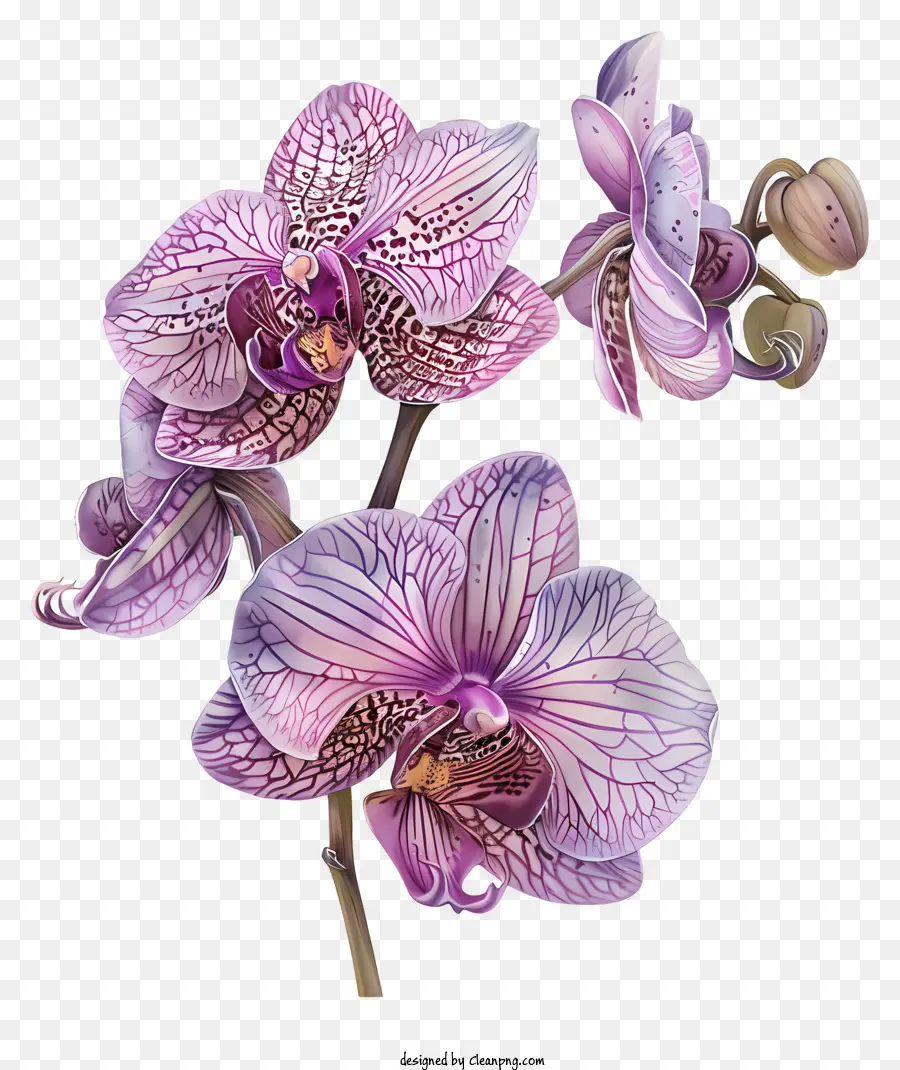 Dia Da Orquídea，Roxo Orquídea PNG