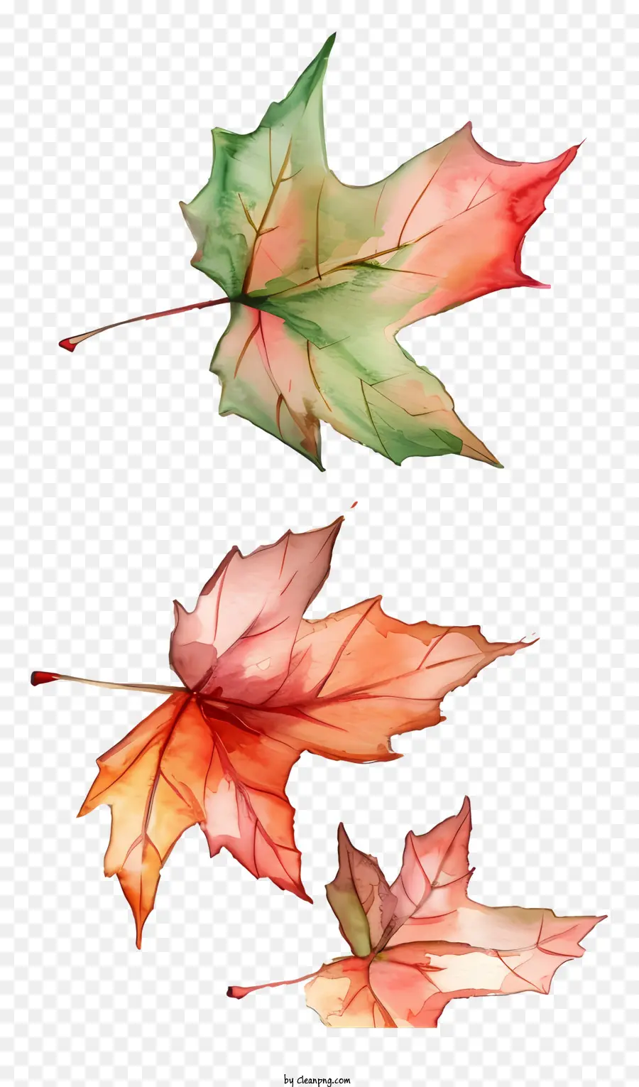 Autumn Leaves，Pintura Em Aquarela PNG