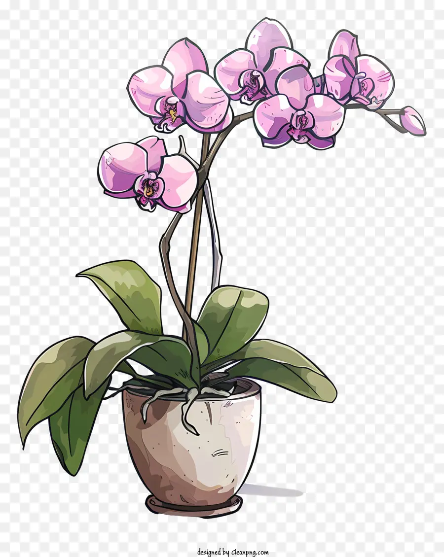 Dia Da Orquídea，Cor De Rosa Orquídea PNG