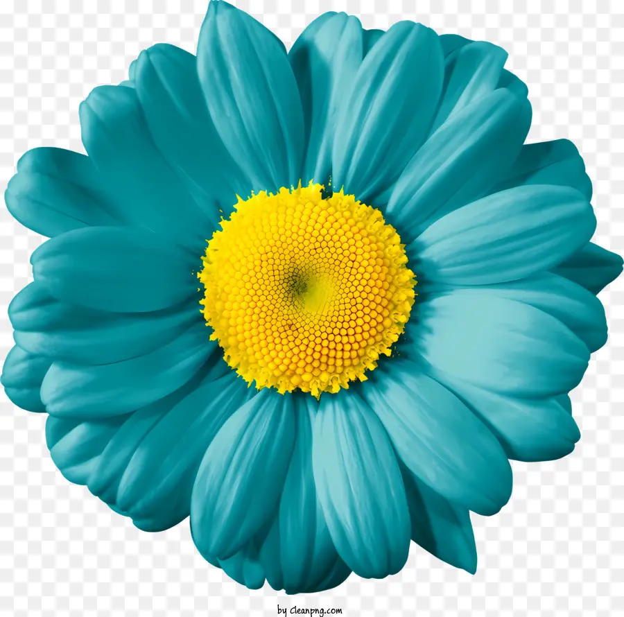 Blumen，Flor PNG