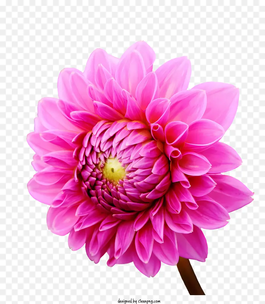 Blumen，Flor PNG