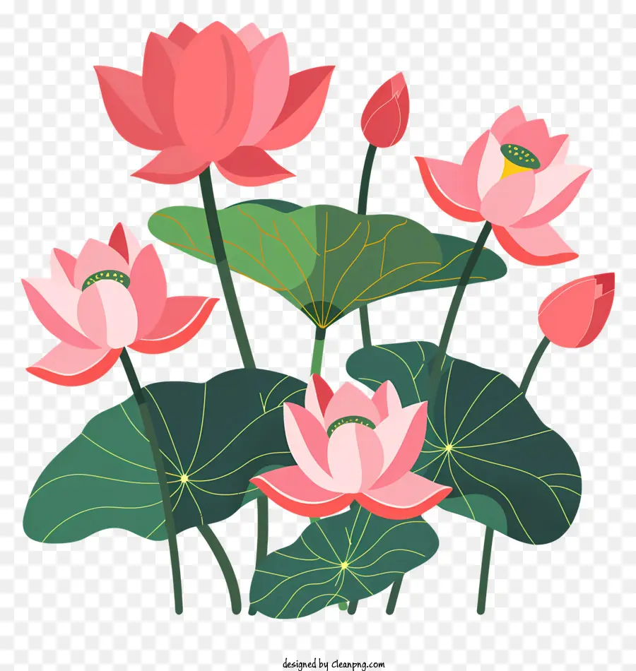 Flores De Lótus，Lotus PNG