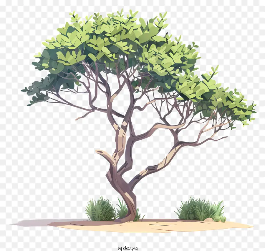 Árvore De Acacia 3d，Folhas Exuberantes PNG