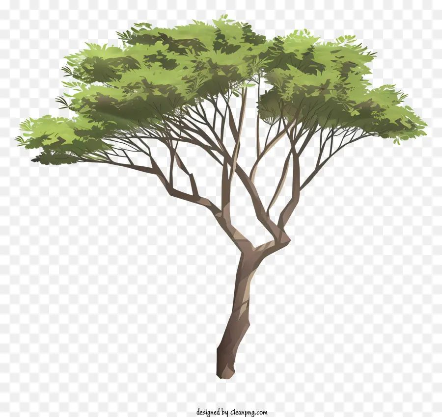 Árvore De Acacia 3d，árvore De Altura PNG