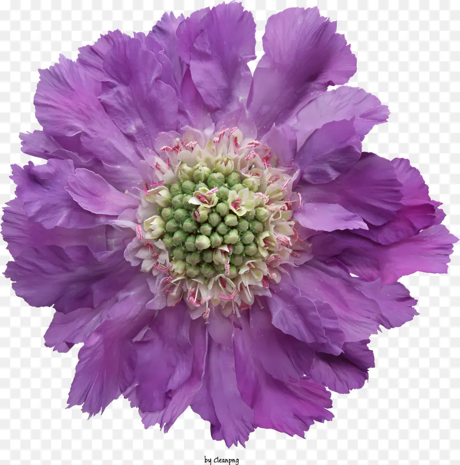 Blumen，Flor PNG