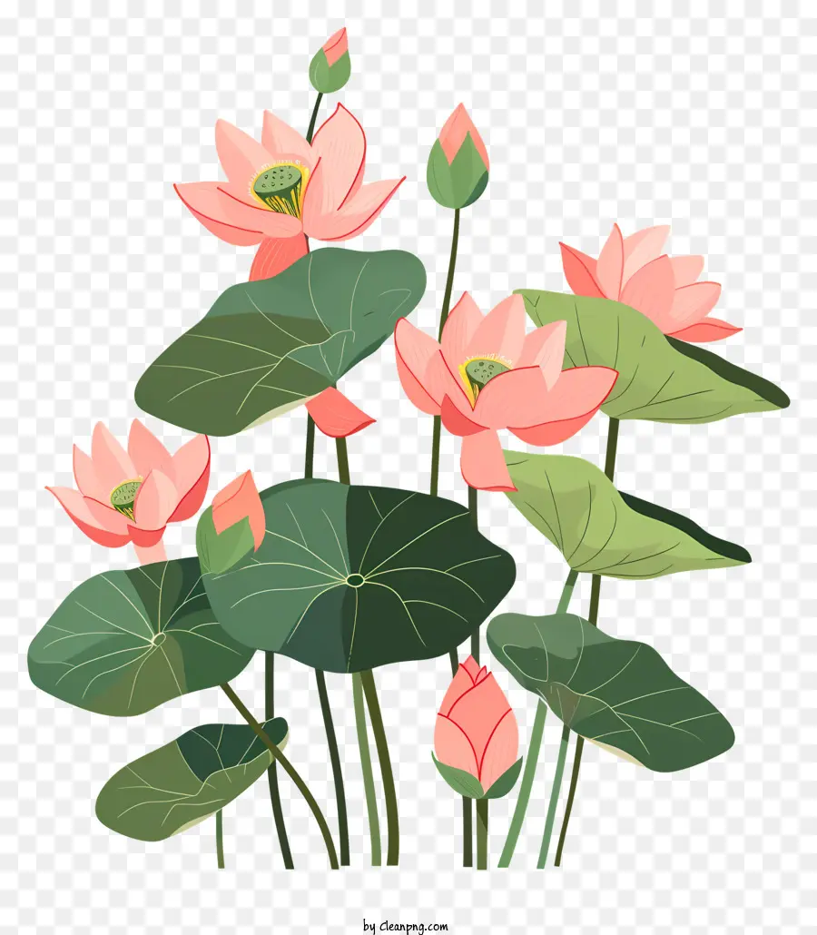 Flores De Lótus，Lírios De água Rosa PNG