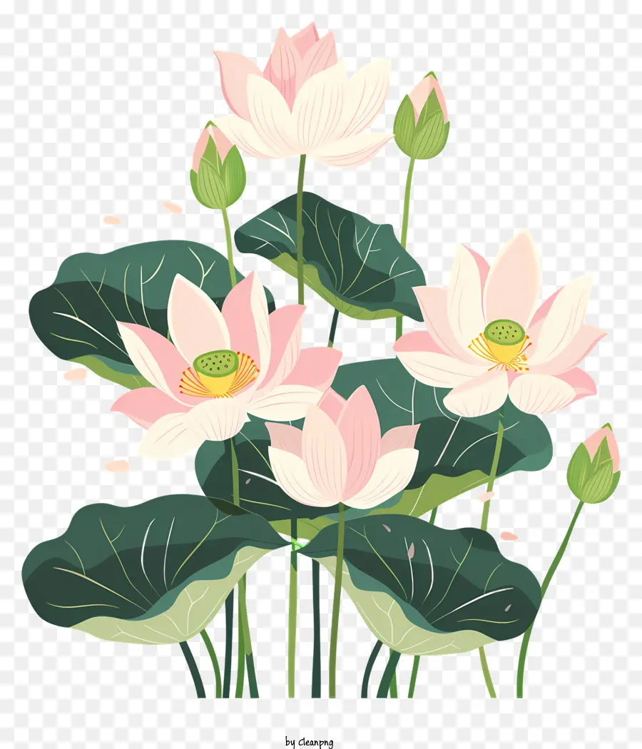 Flores De Lótus，Cor De Rosa PNG