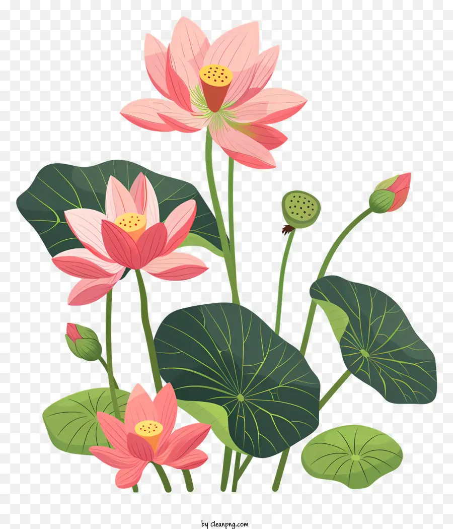 Flores De Lótus，Flores De Lótus Rosa PNG