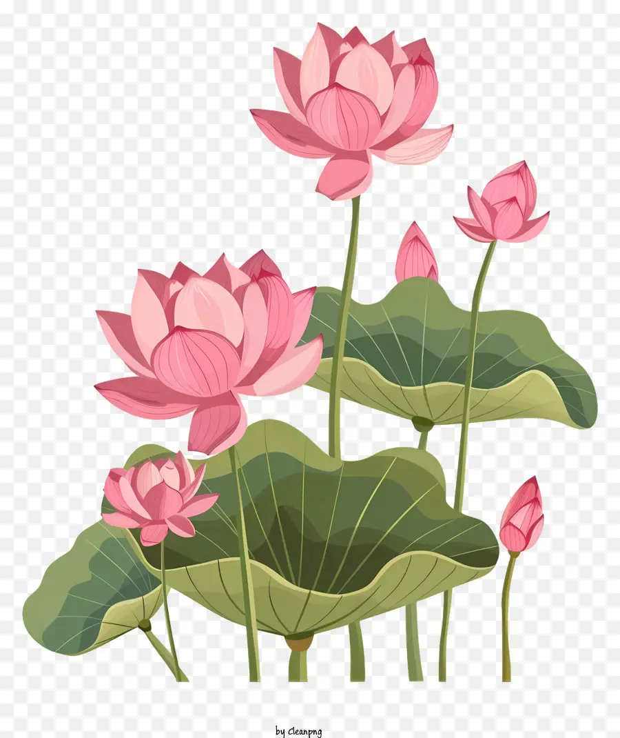 Flores De Lótus，Flor De Lótus PNG