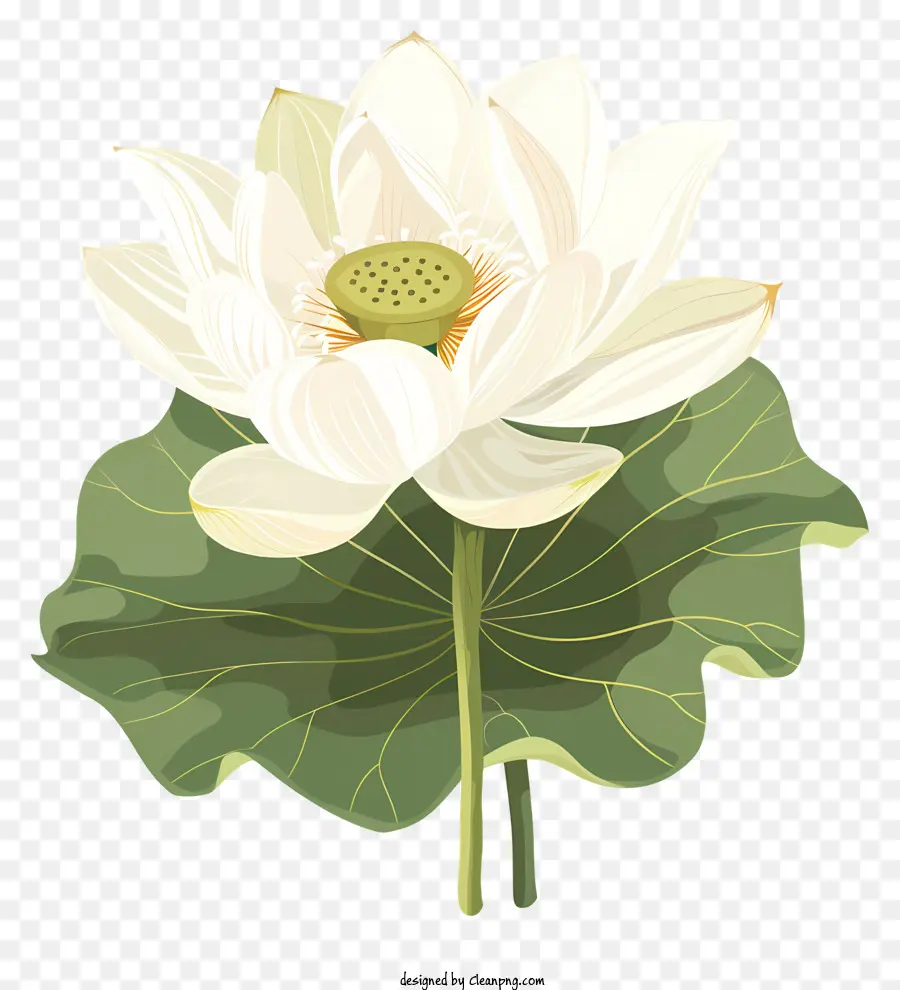 Lótus Branco，Flor De Lótus PNG