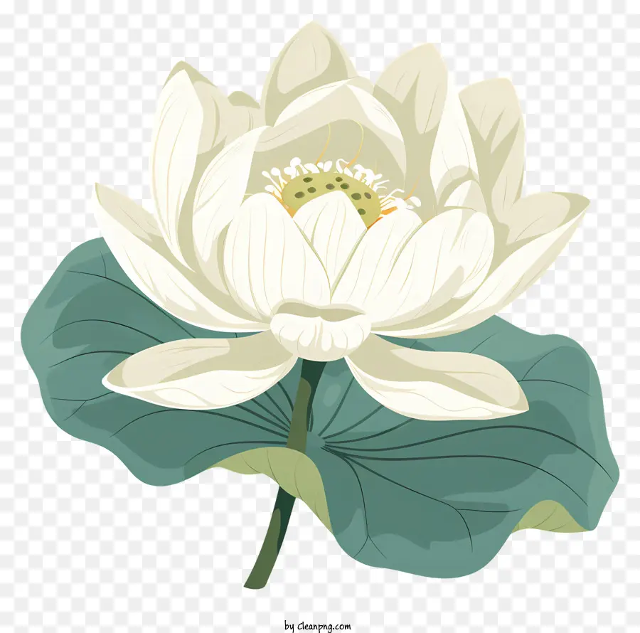 Lótus Branco，Flor De Lótus PNG