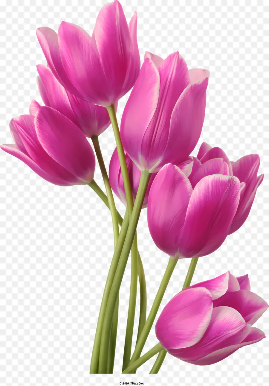 Blumen，Tulipas Rosa PNG