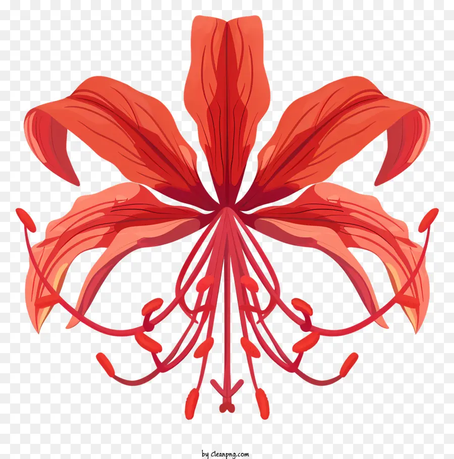 Red Spider Lily，Flor Da Laranja PNG