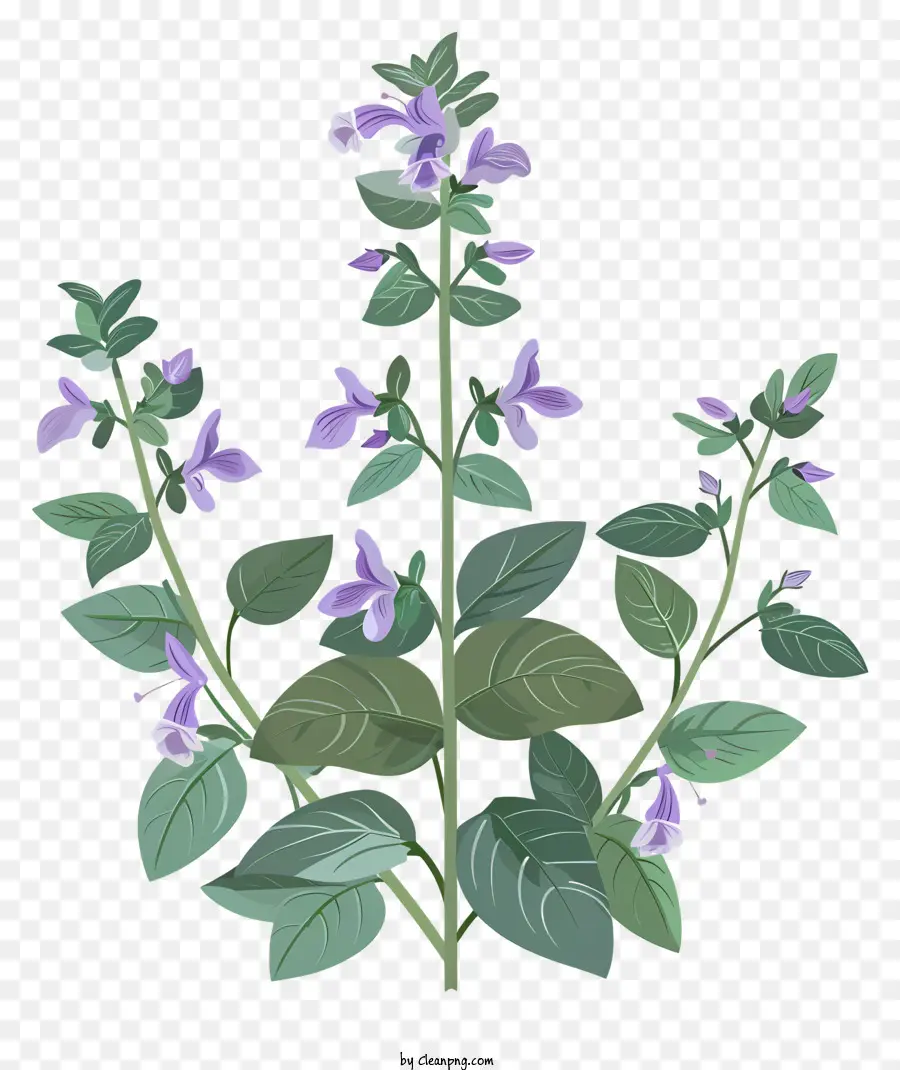 Herb Skullcap，Flores Roxas PNG