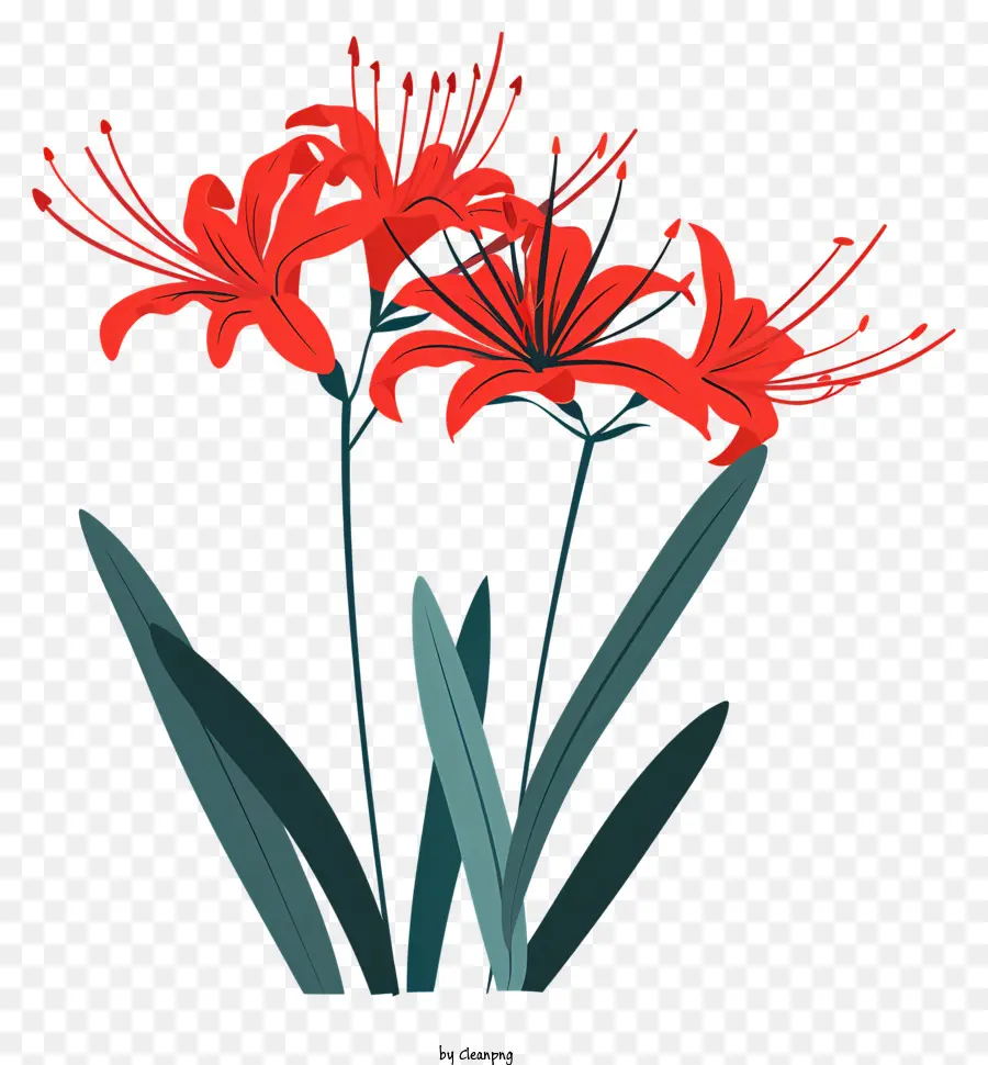 Red Spider Lily，Lírios Vermelhos PNG