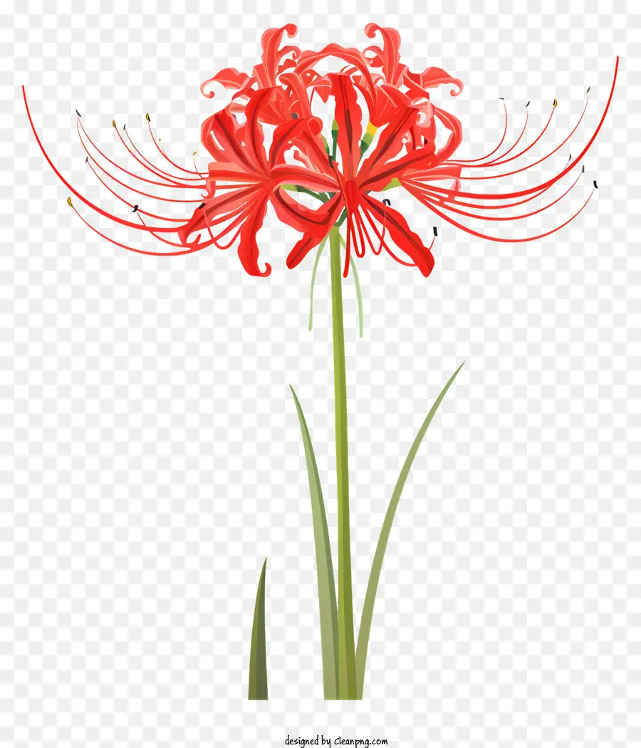 Red Spider Lily，Flor Vermelha PNG