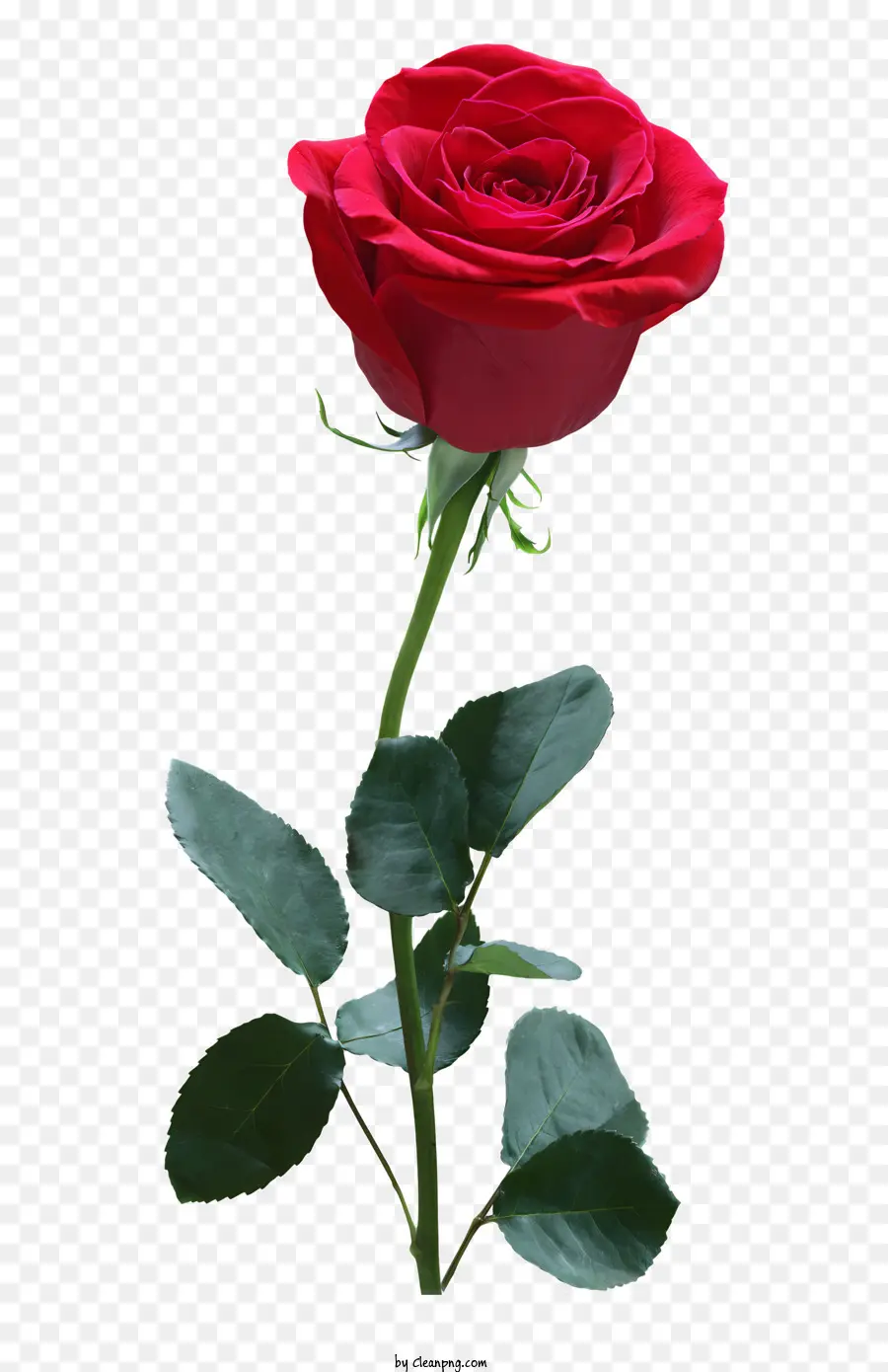 Flores，Rosa Vermelha PNG