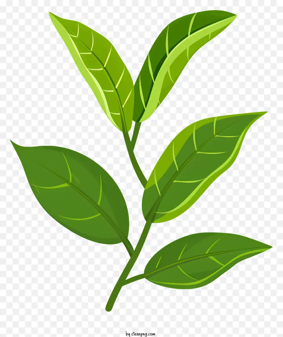 De Folha De Chá Verde，Planta De Folhas Verdes PNG