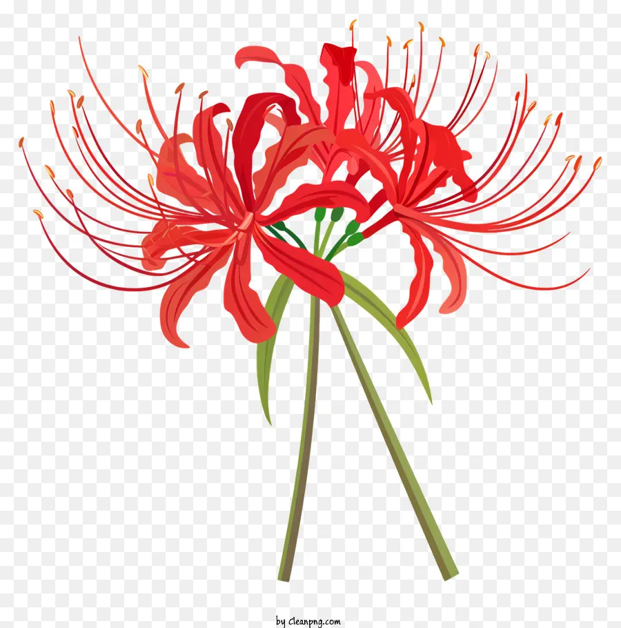 Red Spider Lily，Crisântemo PNG