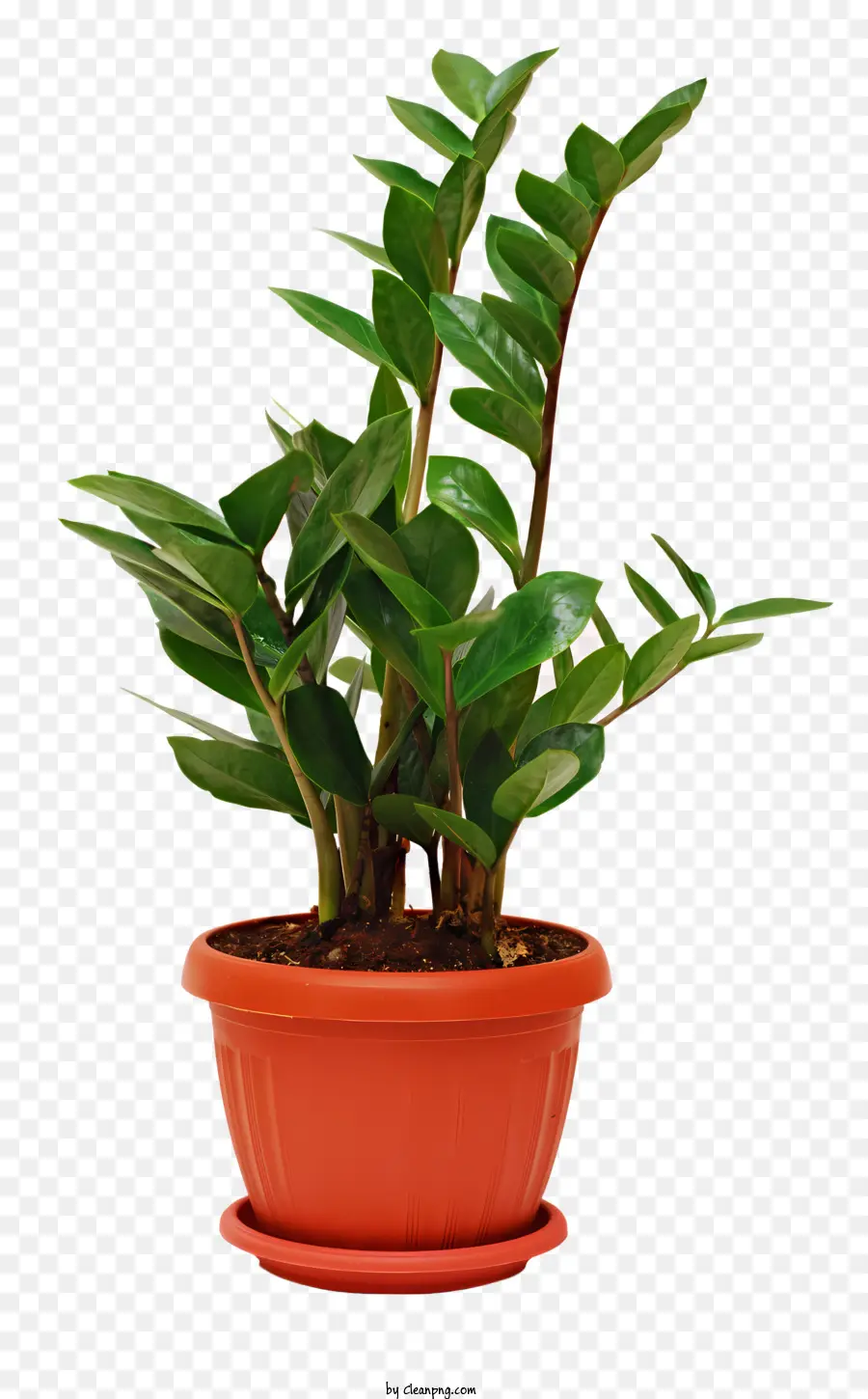 Vasos De Plantas，Office Plantas PNG