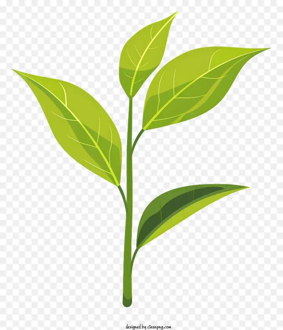 De Folha De Chá Verde，Planta De Folhas Verdes PNG