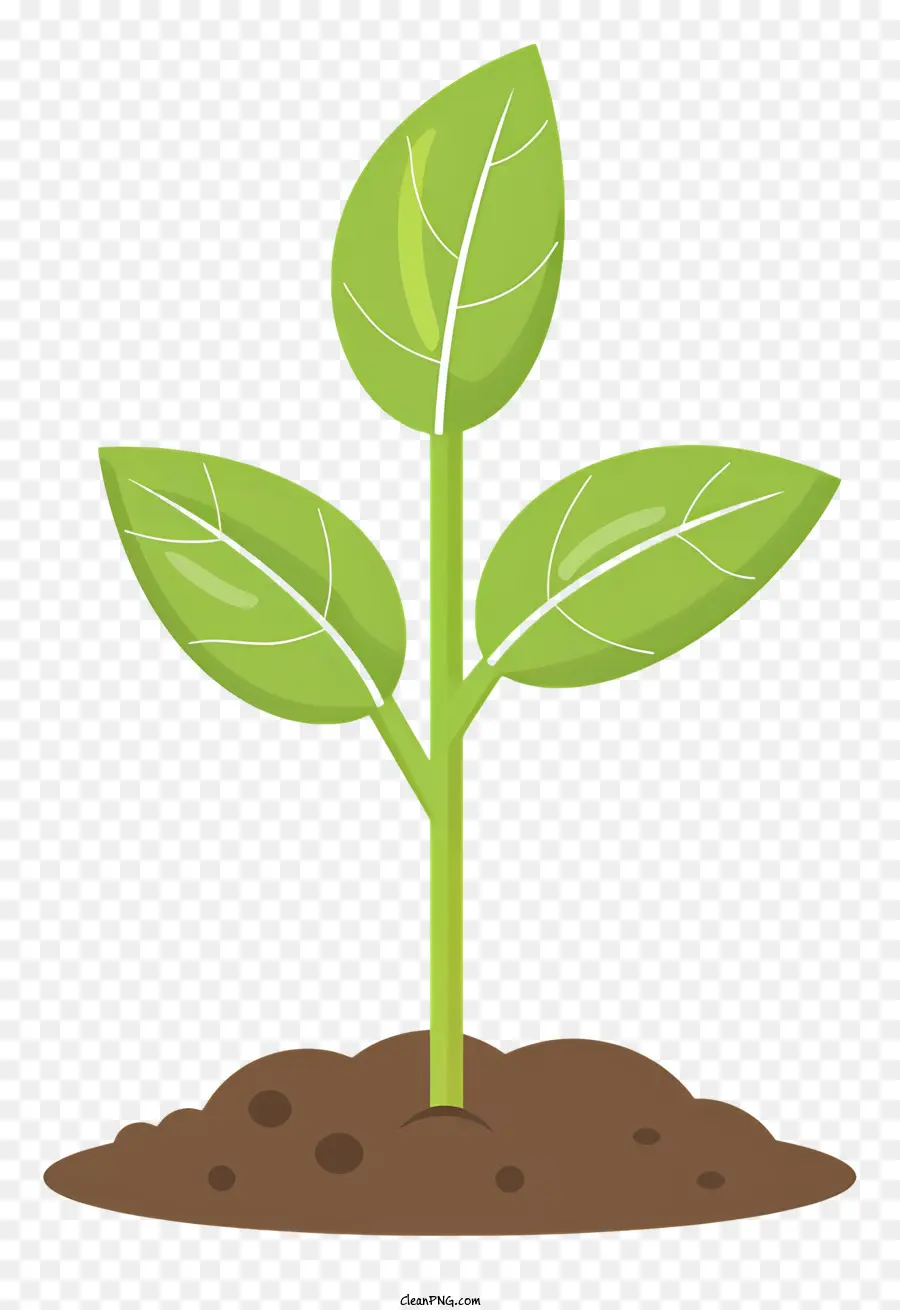 Mudas，O Crescimento Da Planta PNG