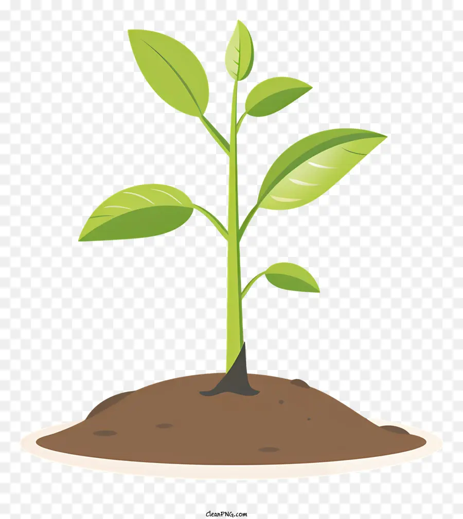 Mudas，O Crescimento Da Planta PNG