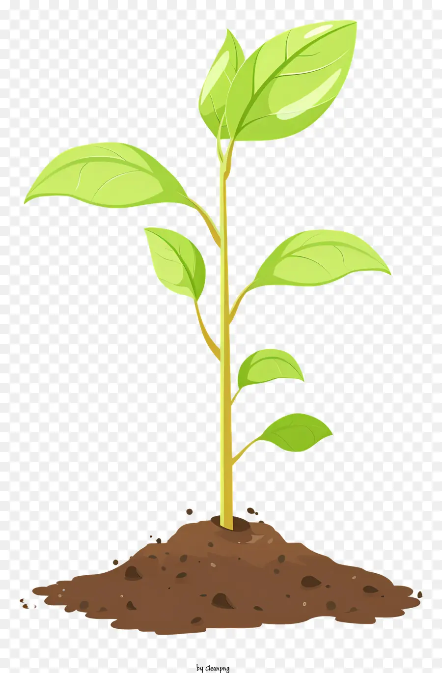 Mudas，Planta PNG