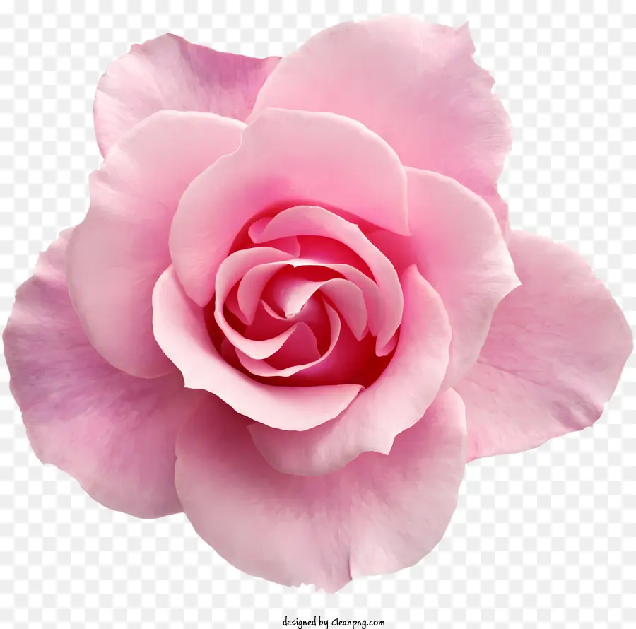 Flores，Rosa Cor De Rosa PNG