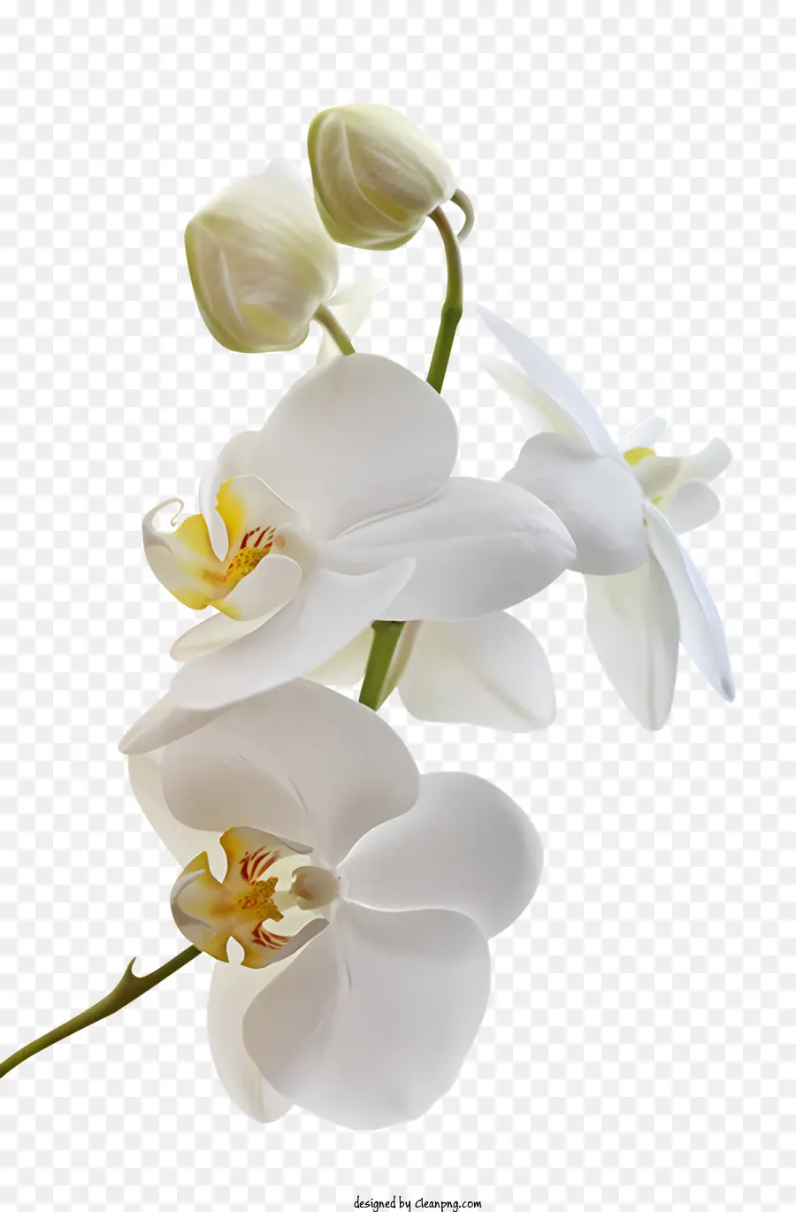 Flores，White Orchid PNG