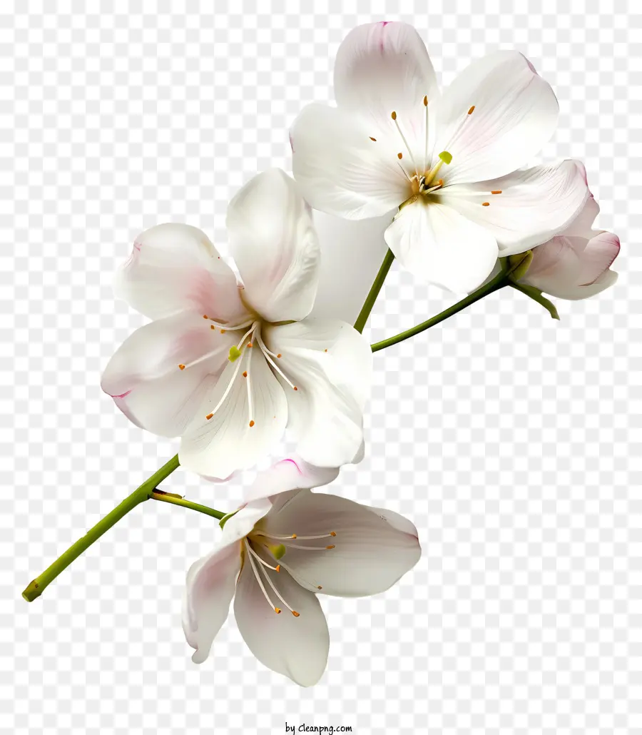 Blumen，Flores Brancas PNG