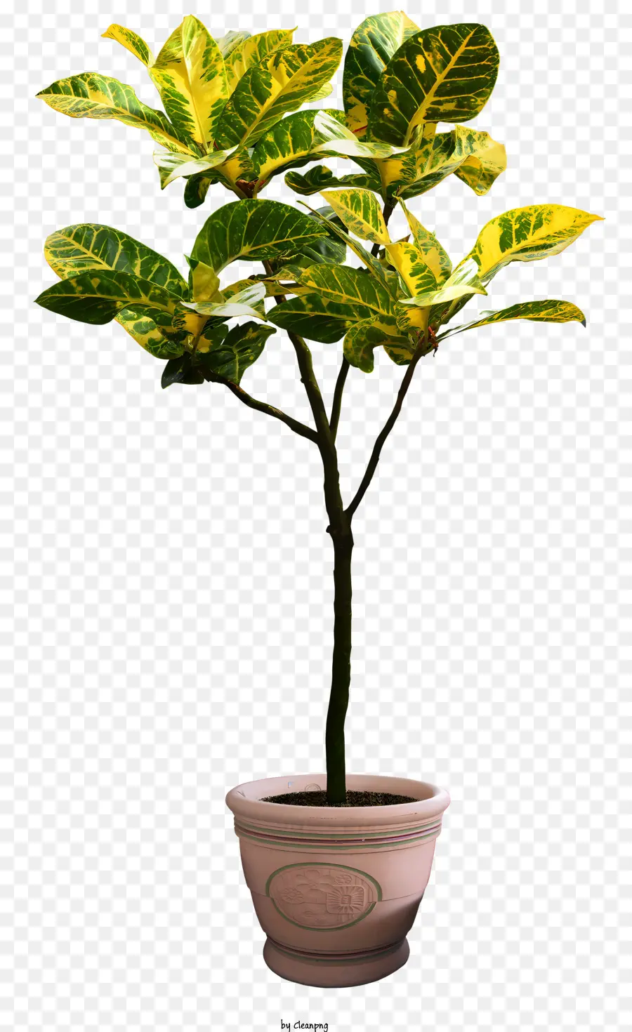 Vasos De Plantas，Plantar PNG