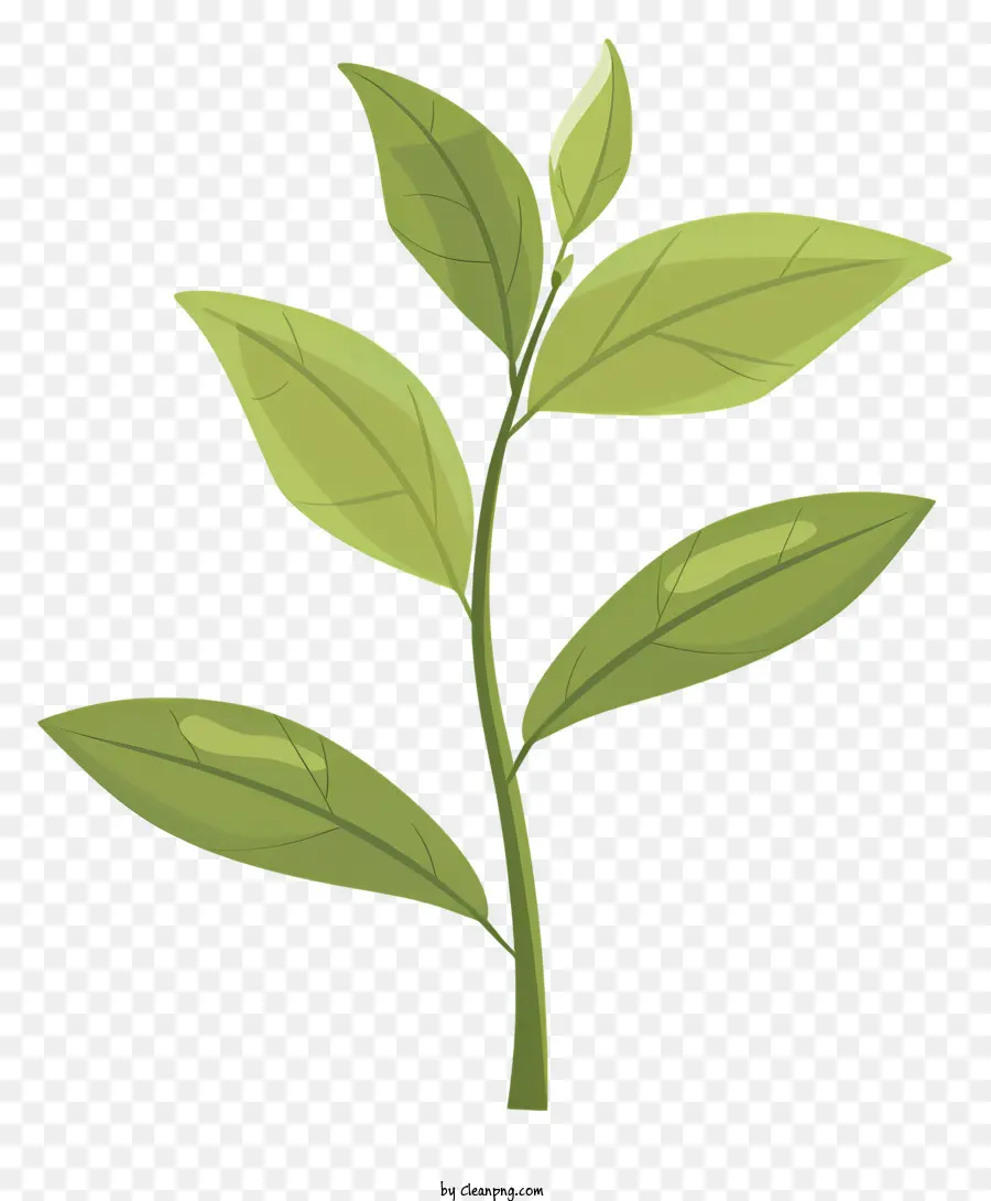 De Folha De Chá Verde，O Crescimento Da Planta PNG