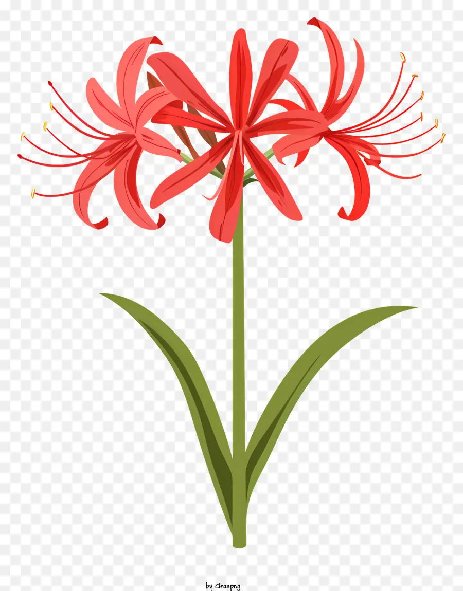 Lírio Aranha Vermelha，Flor Vermelha PNG