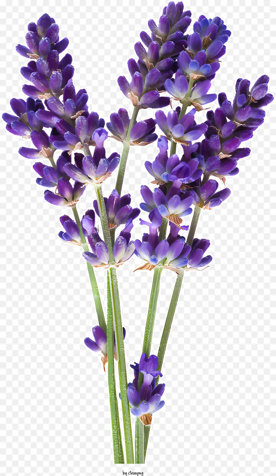 Flores，Flores De Lavanda PNG