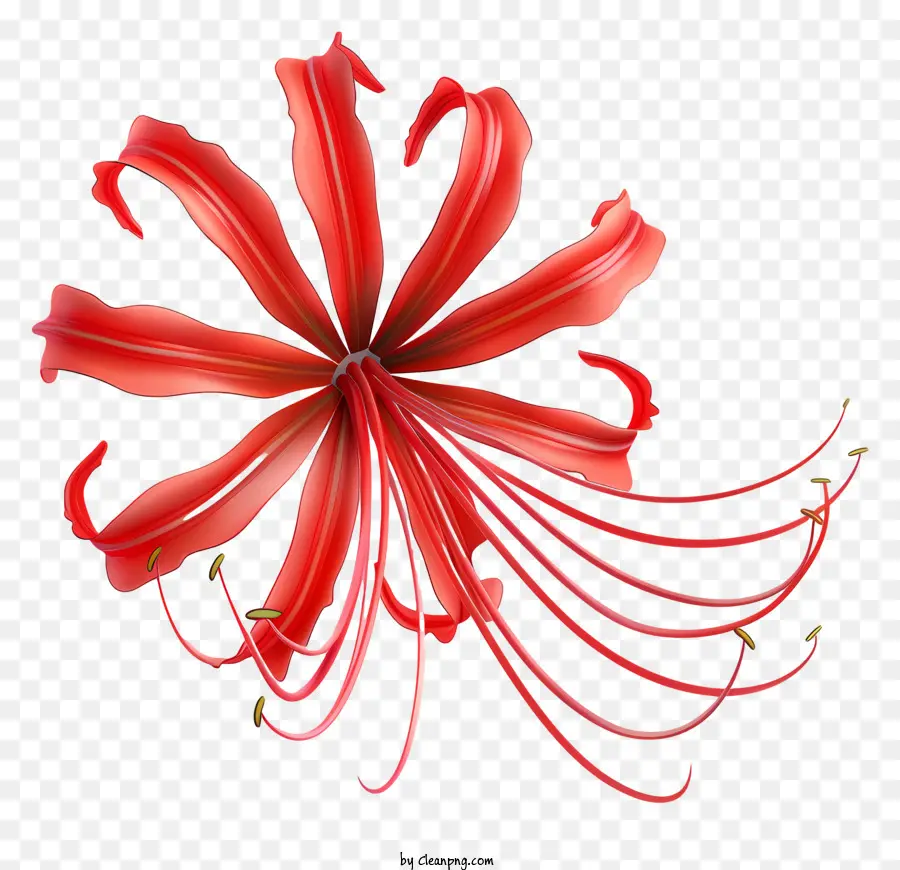 Red Spider Lily，Flor PNG