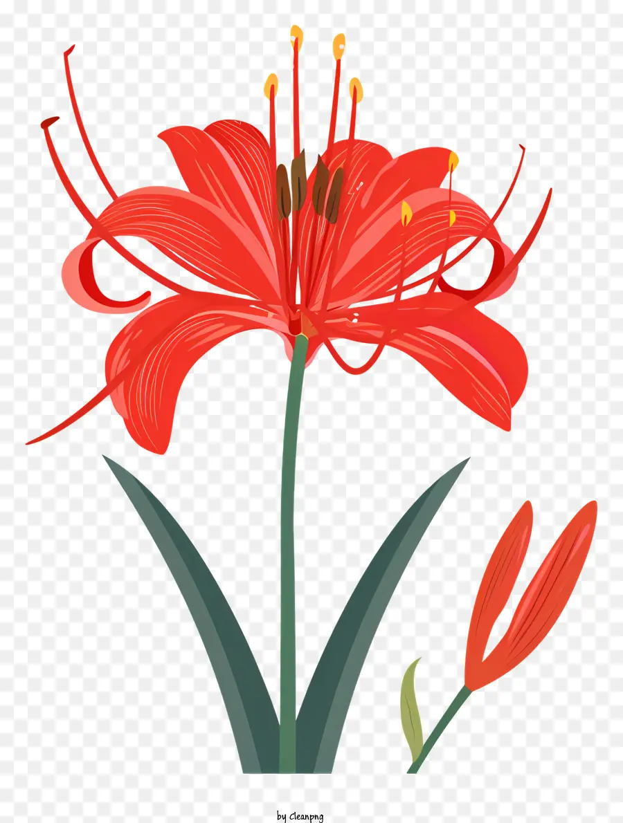 Red Spider Lily，Lírio Vermelho PNG