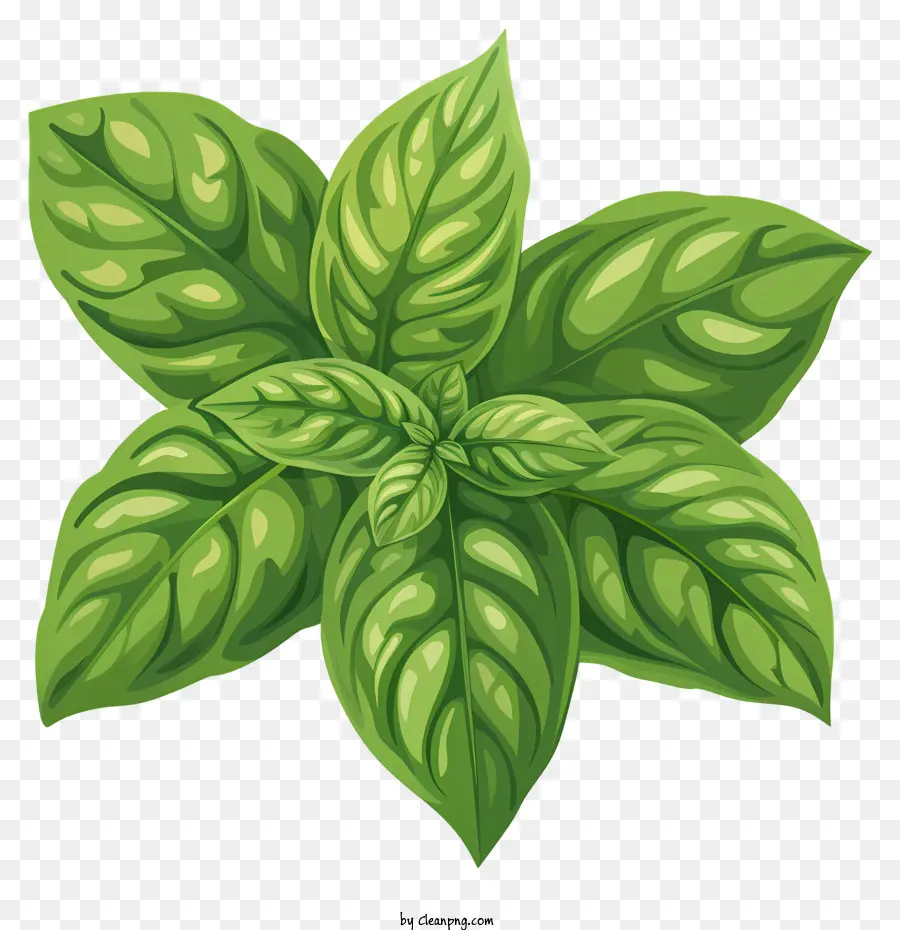 Manjericão，Planta Verde Frondosa PNG