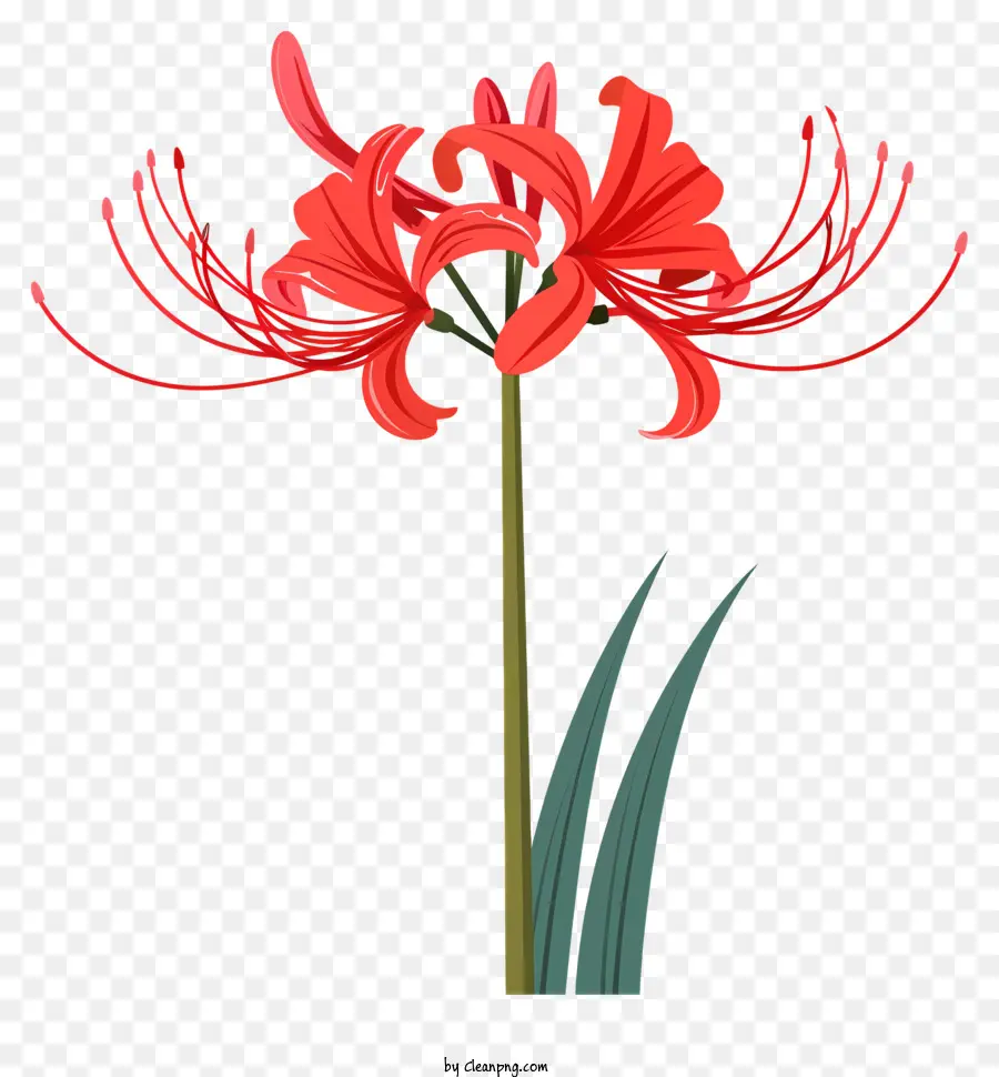 Red Spider Lily，Flor Vermelha De Lírios PNG