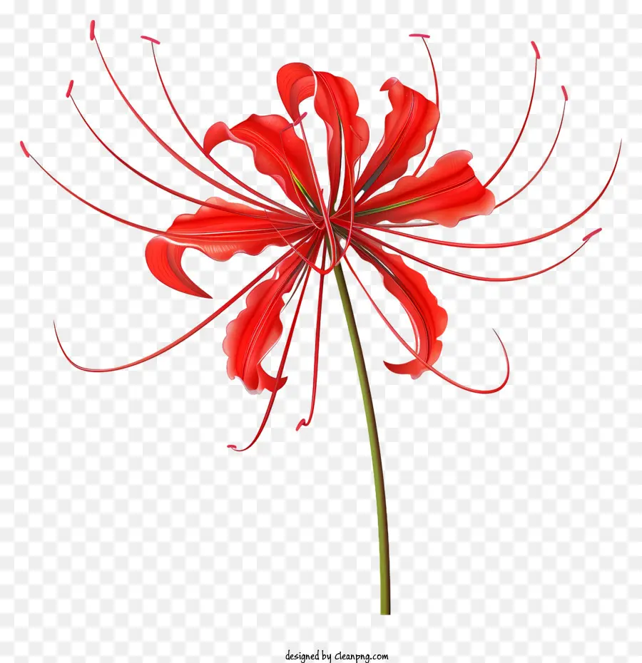Red Spider Lily，Flor Vermelha PNG