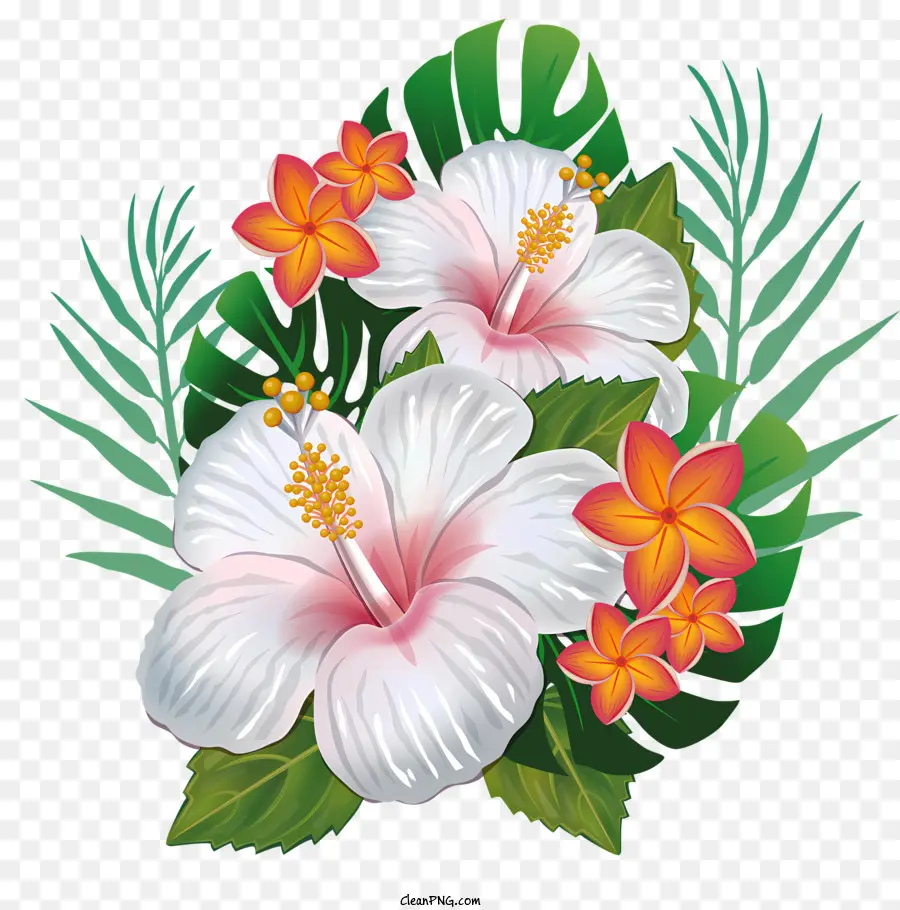 Flores，Branca De Hibisco PNG
