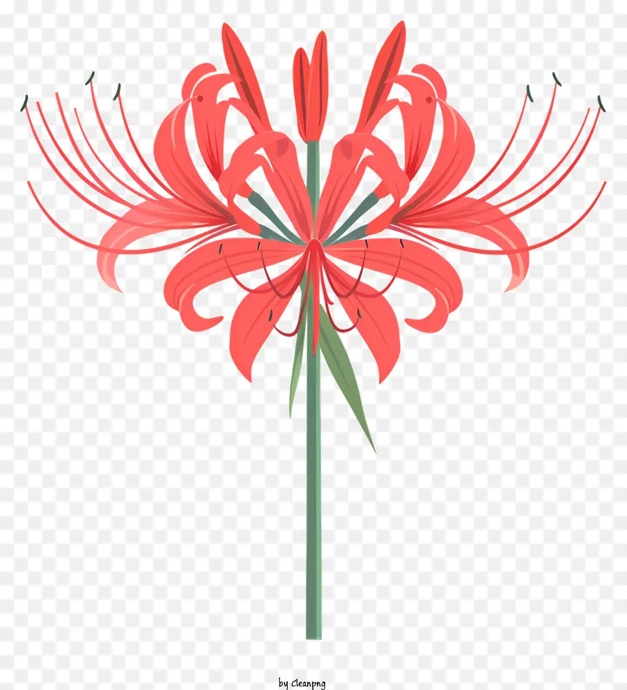 Red Spider Lily，Flor Vermelha PNG