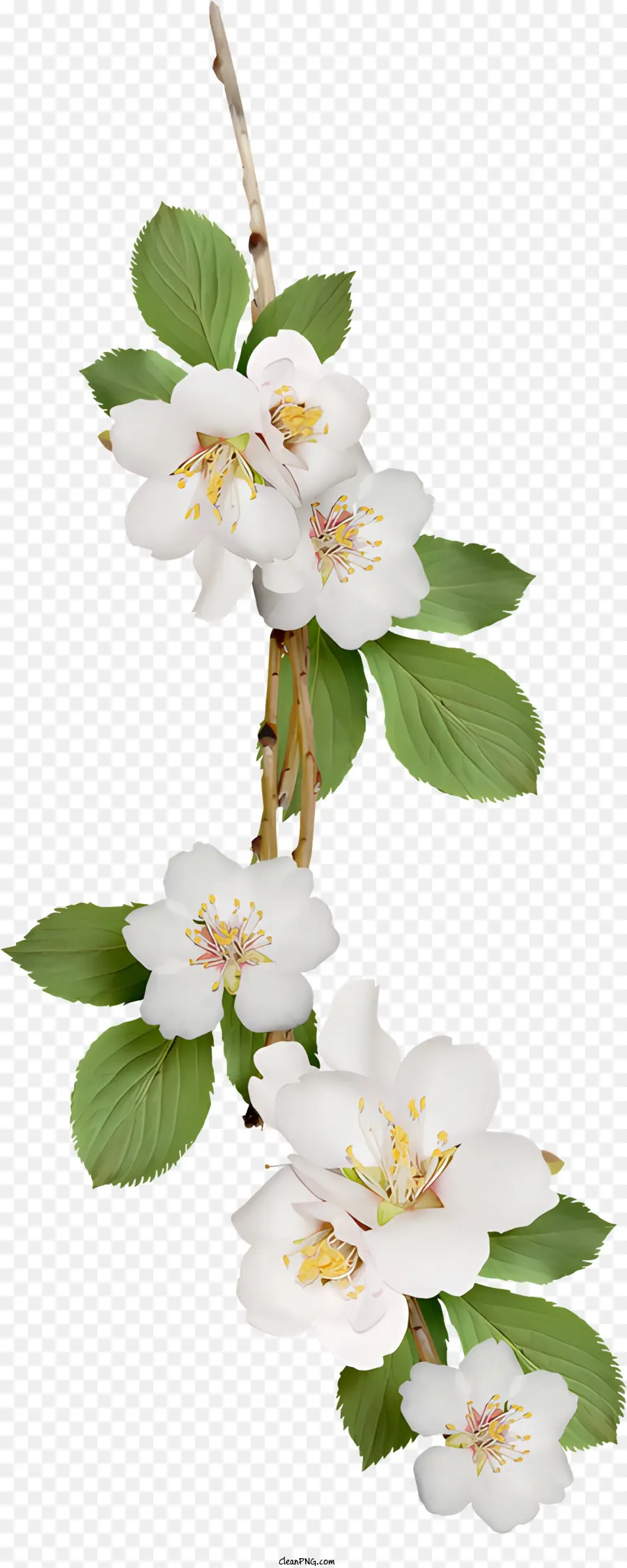 Flores，Flor Branca PNG