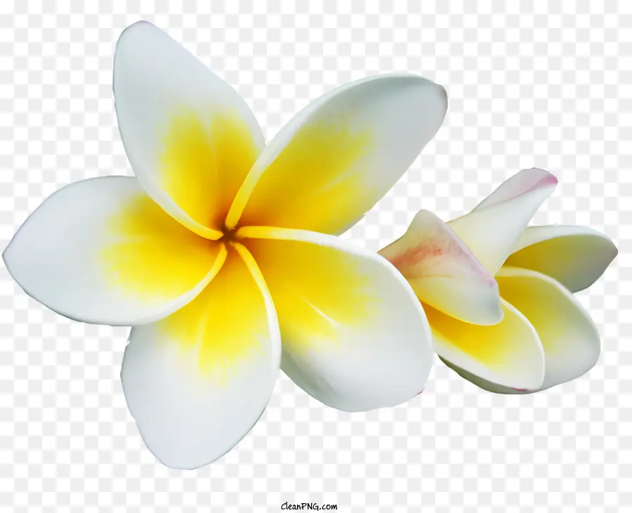 Flores，Plumeria PNG