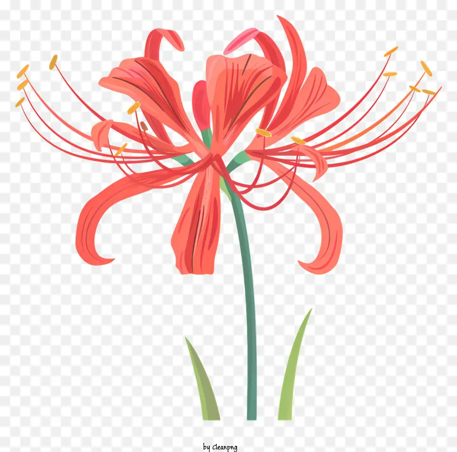 Red Spider Lily，Flor Vermelha De Lírios PNG