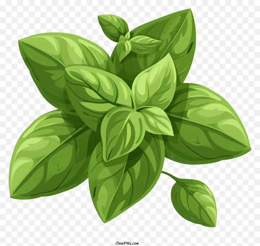 Manjericão，Planta Verde PNG